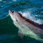 Molène Archipel Excursions Dauphins Phoques Hervé Bré Enezgreen