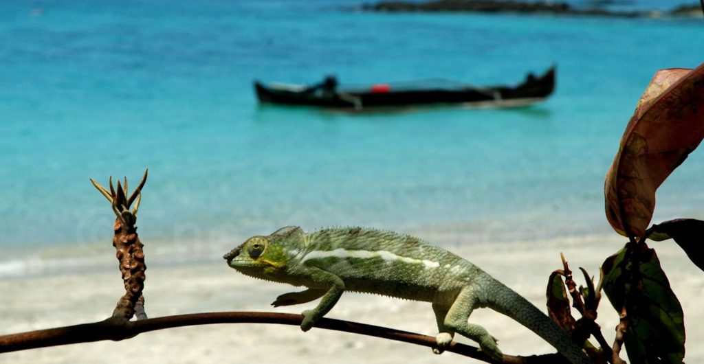 Caméléon Nosy Be @ Laetitia Scuiller