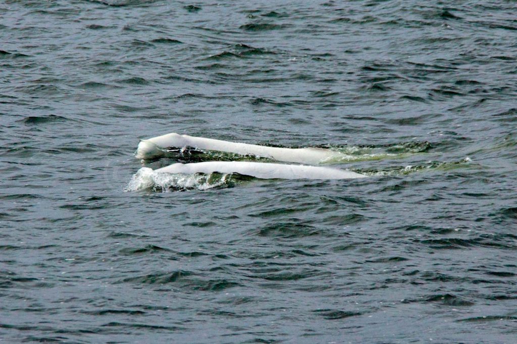 Croisières Aml Observation Baleines © Hervé Bré