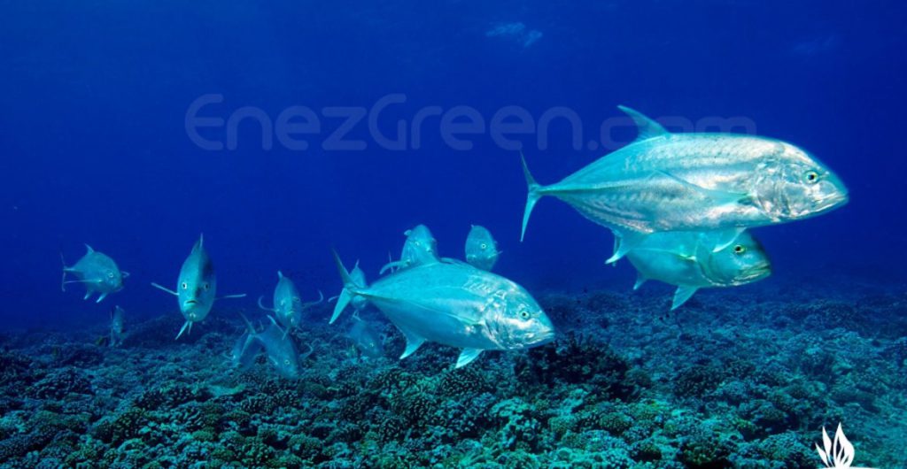 Plongée Rangiroa Tuamotu Polynésie - Hervé BRÉ EnezGreen