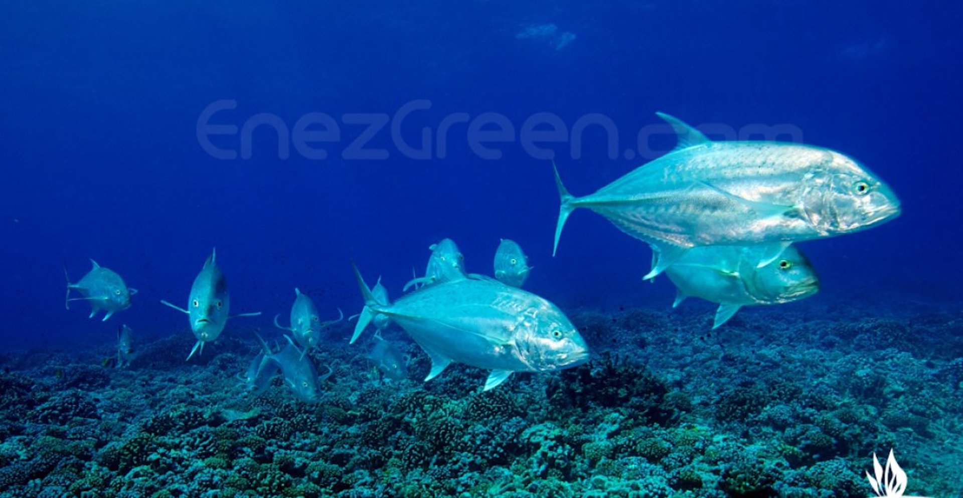 CORAL : La NASA explore l�???�cosyst?�me corallien depuis le ciel �?� EnezGreen