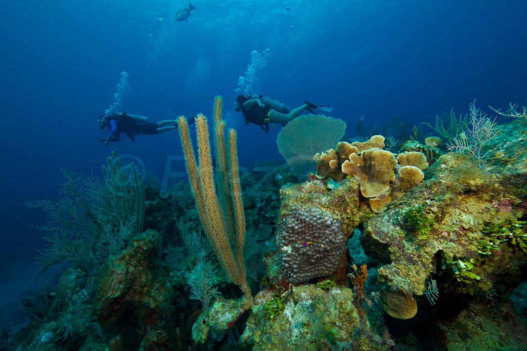 Diving In Cayman Islands © Hervé Bré Enezgreen