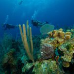 Diving In Cayman Islands © Hervé Bré Enezgreen
