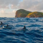 Coin de mire île Maurice © Laetitia Scuiller • EnezGreen