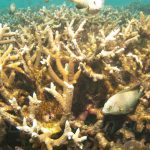 Récifs coralliens - Laetitia Scuiller EnezGreen