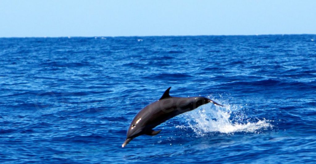 Bottlenose dolphin - Hervé Bré EnezGreen