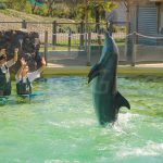 Dauphins en captivité Marineland d'Antibes - Laëtitia Scuiller EnezGreen