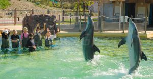 Dauphins en captivité Marineland d'Antibes - Laëtitia Scuiller EnezGreen