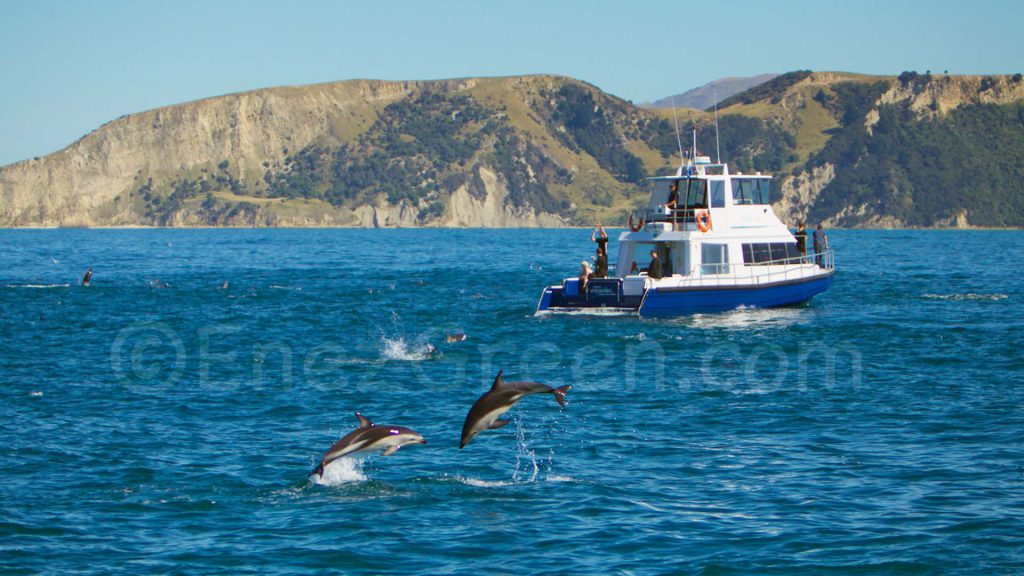 Nage Avec Les Dauphins Acrobatiques De Kaikoura