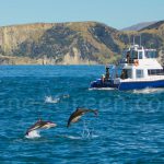 Nage Avec Les Dauphins Acrobatiques De Kaikoura