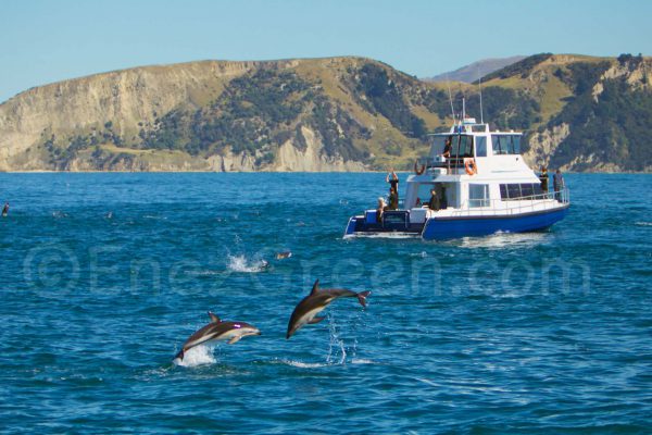 Nage Avec Les Dauphins Acrobatiques De Kaikoura