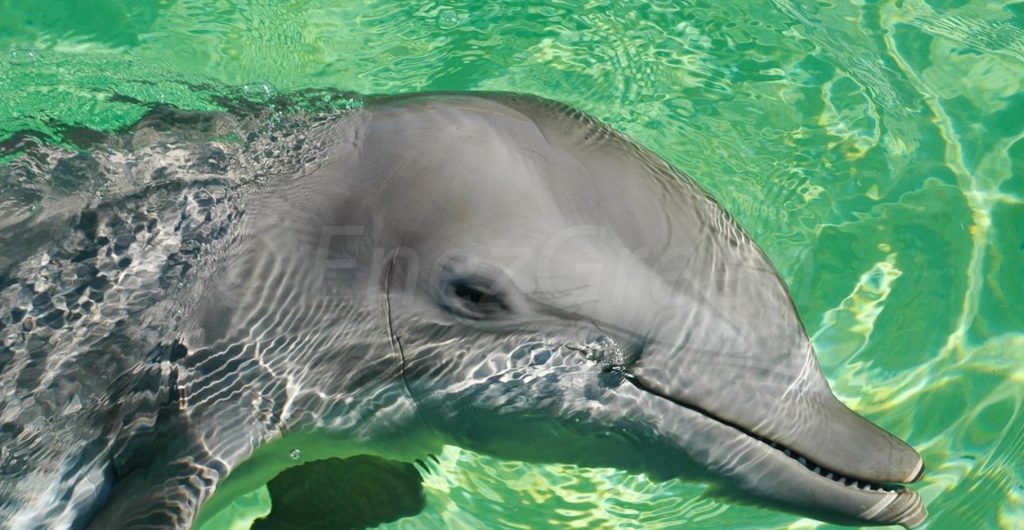 Grand Dauphin ( tursiops truncatus) en captivité - Laëtitia Scuiller EnezGreen