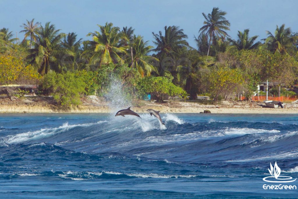 Dolphins jumps Rangiroa Tiputa Tuamotu French Polynesia © Hervé Bré • EnezGreen