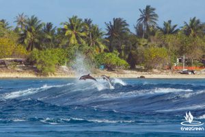 Dolphins jumps Rangiroa Tiputa Tuamotu French Polynesia © Hervé Bré • EnezGreen