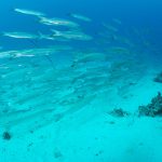 Kunié Scuba Center Île Des Pins ©Lionel Pozzoli