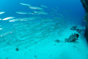 Kunié Scuba Center Île Des Pins ©Lionel Pozzoli