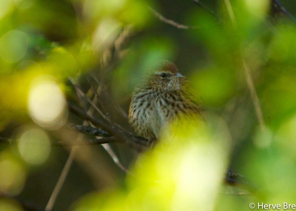 Fernbird Dunedin New-Zealand © Hervé Bré - EnezGreen