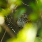 Fernbird Dunedin New-Zealand © Hervé Bré - EnezGreen