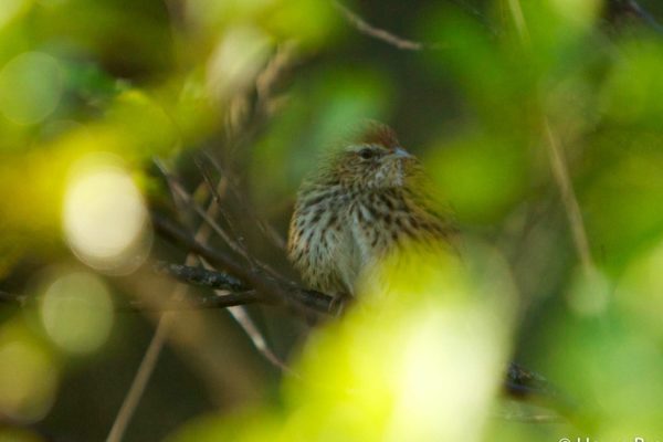 Fernbird Dunedin New-Zealand © Hervé Bré - EnezGreen