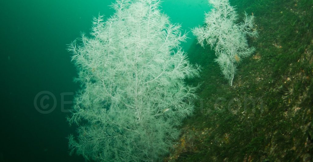 la protection des coraux profonds est important pour l'équilibre des fonds marins @Laetitia Scuiller