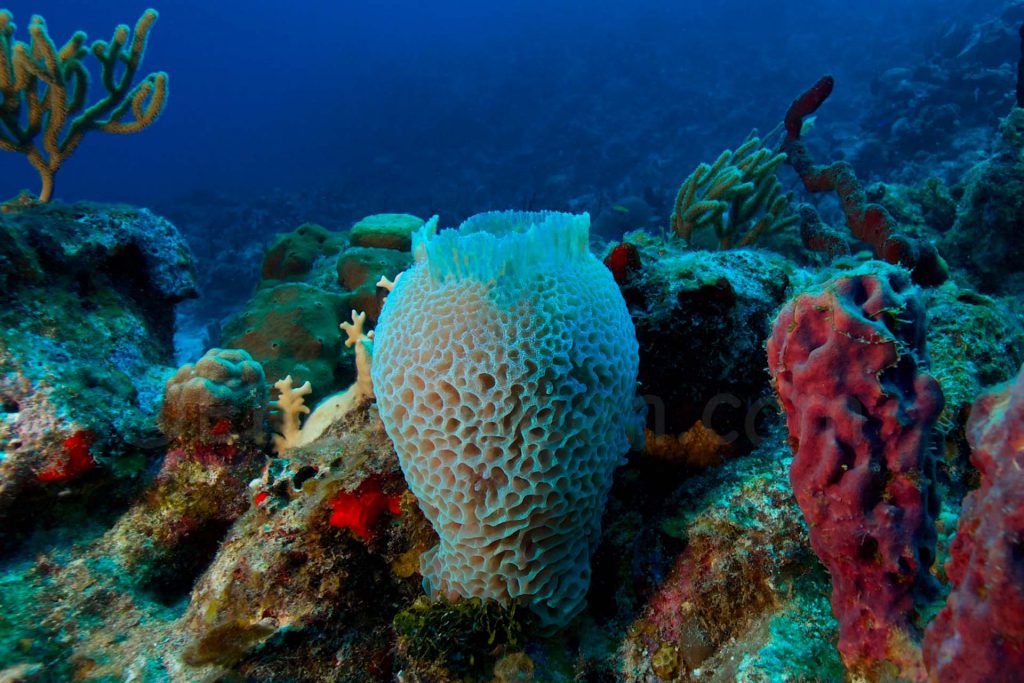 St-Barth Plongée Birdy Dive Center © Hervé Bré