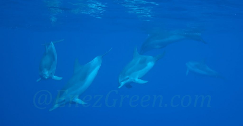 Grands Dauphins @ Laetitia Scuiller EnezGreen