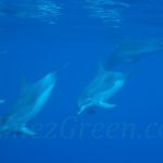 Grands Dauphins @ Laetitia Scuiller EnezGreen