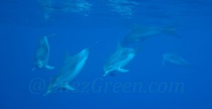 Grands Dauphins @ Laetitia Scuiller EnezGreen