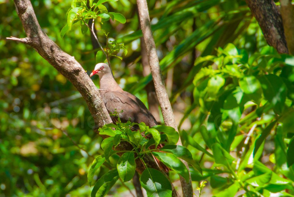 Île Aux Aigrettes Mauritius Wildlife Foundation © Laëtitia Scuiller