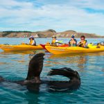 Kayak À Kaikoura En Compagnie Des Otaries ©Laëtitia Scuiller