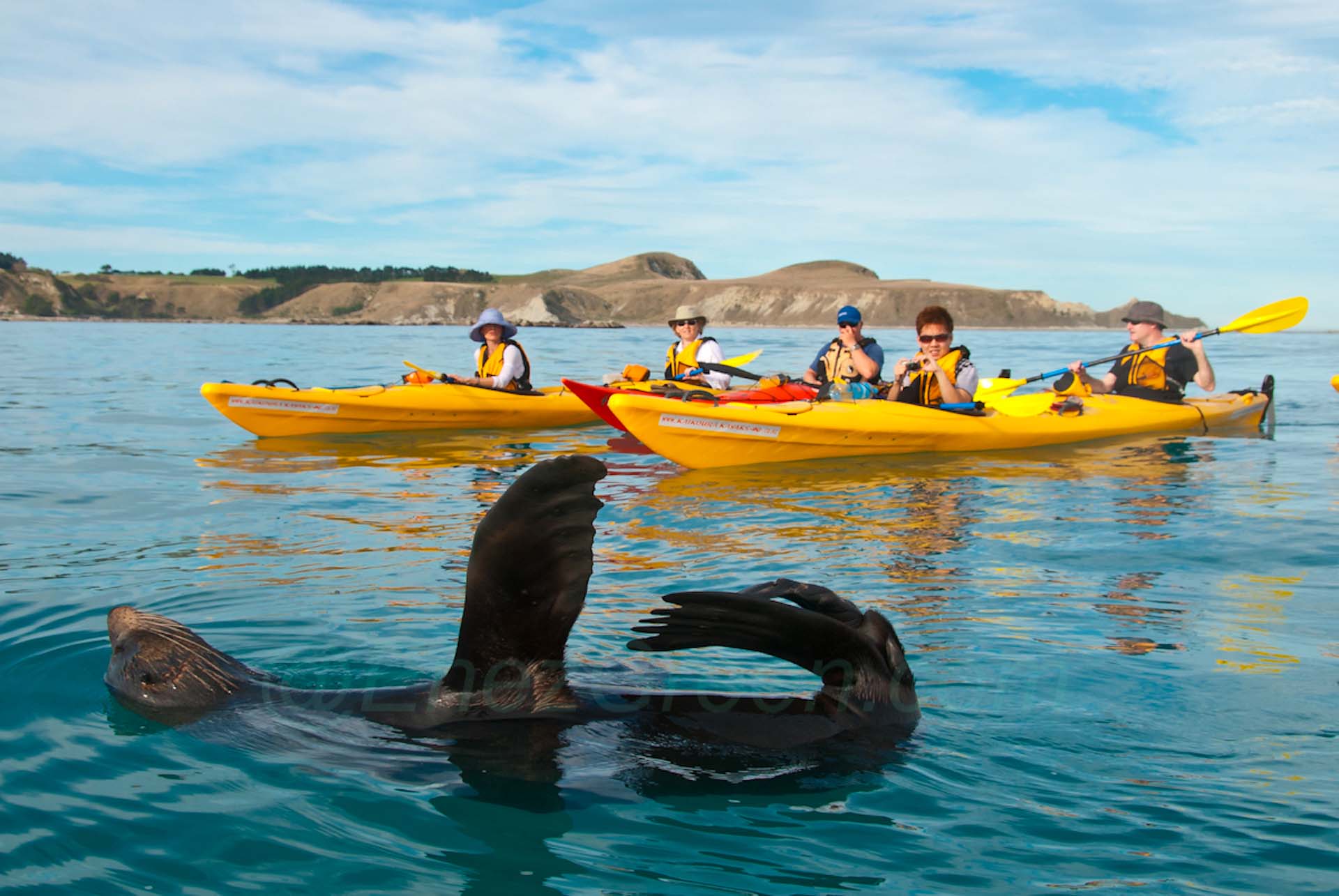 Excursion en kayak à la péninsule de Kaikoura • EnezGreen