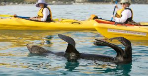 Kayak Kaikoura with fur seal @ Hervé Bré EnezGreen