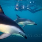 nage avec les dauphins - Hervé Bré EnezGreen