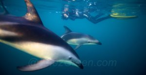 nage avec les dauphins - Hervé Bré EnezGreen