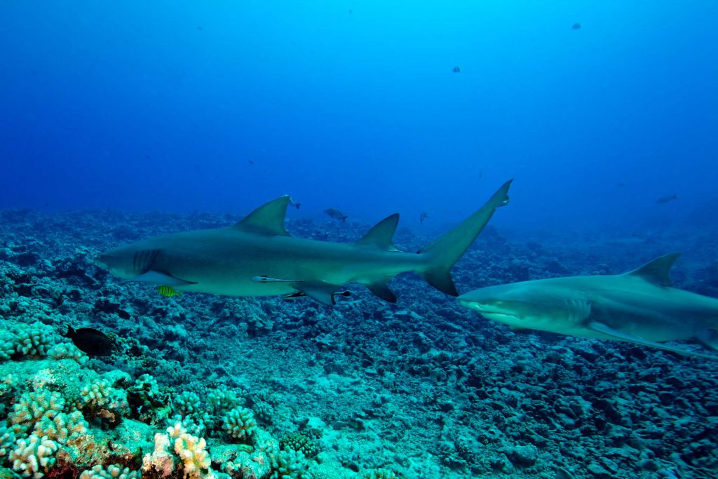 Moorea Scubapiti © Hervé Bré