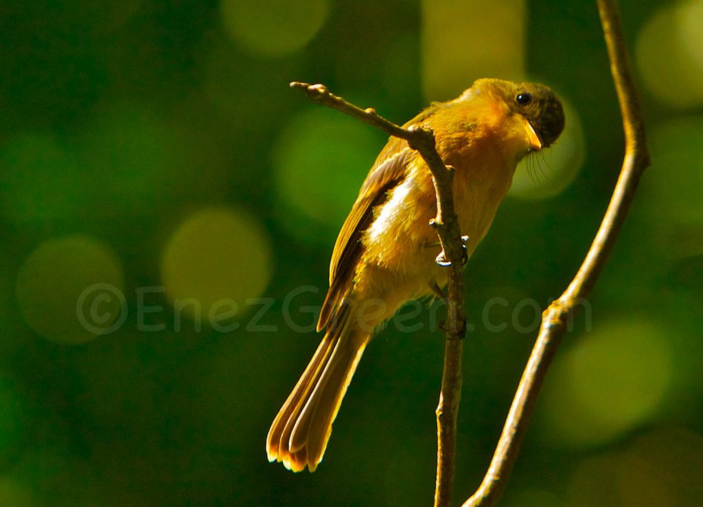 Millet Bird Sanctuary ©Hervé Bré