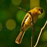 Millet Bird Sanctuary ©Hervé Bré