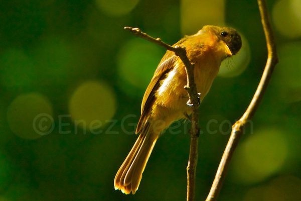 Millet Bird Sanctuary ©Hervé Bré