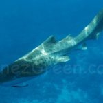 Requin léopard - Sipadan  Malaisie - Laëtitia Scuiller EnezGreen
