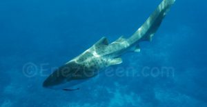 Requin léopard - Sipadan  Malaisie - Laëtitia Scuiller EnezGreen