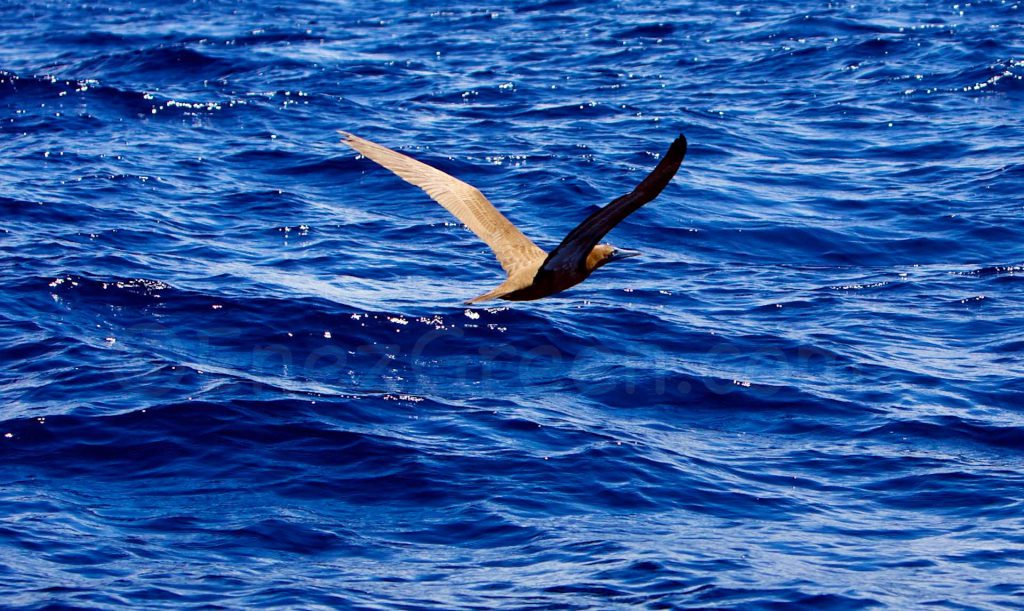 Martinique.Dauphins © Hervé.Bré-Enezgreen