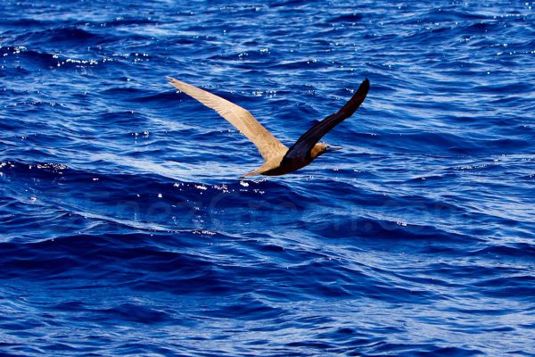 Martinique.Dauphins © Hervé.Bré-Enezgreen