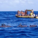 Whale watching Martinique - Hervé Bré EnezGreen