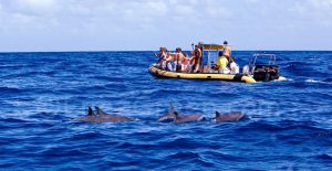 Whale watching Martinique - Hervé Bré EnezGreen