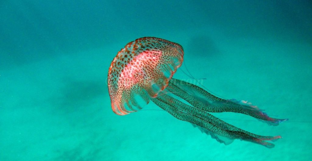 Méduse Pelagia noctiluca-Méditerranée @Hervé Bré EnezGreen