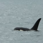 Killer whale in Minch waters Hebrides Scotland