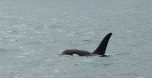 Killer whale in Minch waters Hebrides Scotland