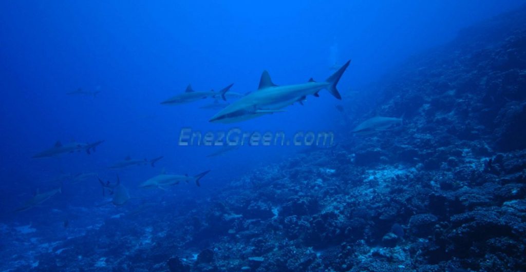 Grey reef shark