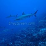 Grey reef shark