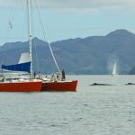 Prestataires de whale-watching ou observation des baleines @ Hervé Bré EnezGreen